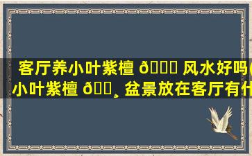 客厅养小叶紫檀 🐅 风水好吗(小叶紫檀 🌸 盆景放在客厅有什么好处)